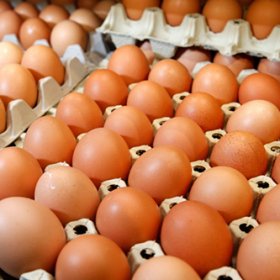 Bảo quản trứng gà trươc khi ấp