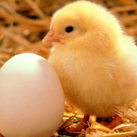 Cách chọn lọc trứng để ấp và kỹ thuật ấp trứng gà