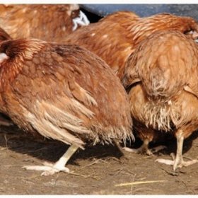 Nhận biết bệnh bạch lỵ ở gà và cách khắc phục