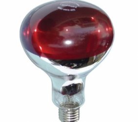 Bóng đèn sưởi ấm cho gà