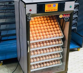 Máy ấp Mic 500 trứng phiên bản 2025 | Bản full cao cấp tự động hiện đại