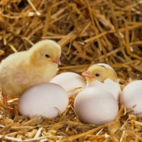 10 lý do ấp trứng không nở, nở kém, nhận biết và cách khắc phục