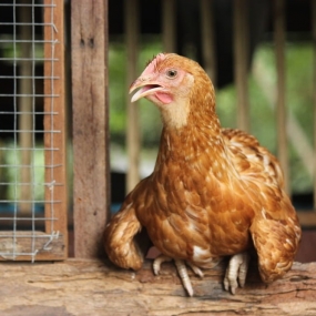 6 Tuyệt Chiêu Chống Nóng Cho Gà Vào Mùa Hè