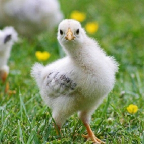 bệnh ỉa phân trắng ở gà con