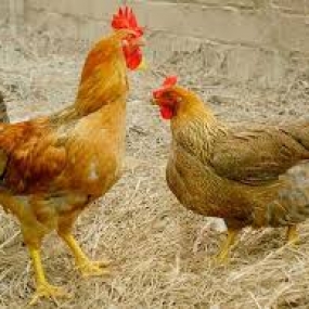 Bệnh nấm não trên gà và biện pháp phòng trừ