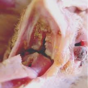 Bệnh nấm phổi ở gà và biện pháp phòng ngừa