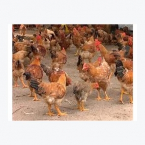 Bệnh thiếu khoáng và thiếu vitamin ở gà