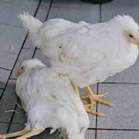 bệnh thiếu vitamin A trên gà và biện pháp phòng ngừa