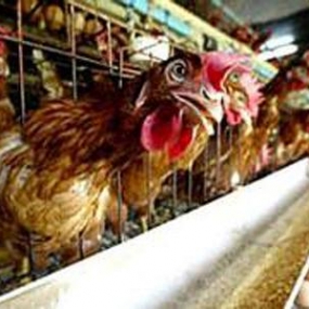 Bệnh thiếu vitamin D trên gà và biện pháp phòng ngừa