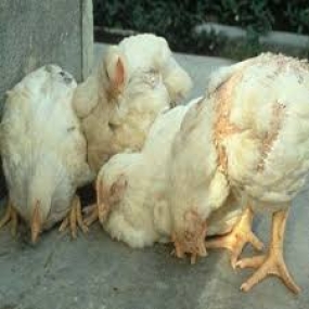 Bệnh thiếu vitamin E trên gà và biện pháp phòng ngừa.