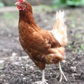 Bệnh trúng độc do CRESOL ở gà.