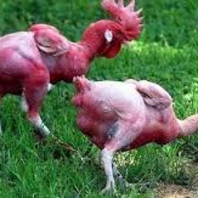 Biện pháp ngăn ngừa gia cầm cắn mổ nhau