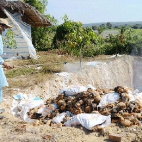 Biện pháp tiêu hủy gia cầm nhiễm bệnh