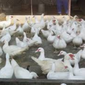 Cách ấp trứng ngan với nhiều phương pháp