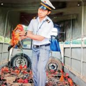 gà bị trúng độc do thuốc Furazolidon và biện pháp phòng ngừa.