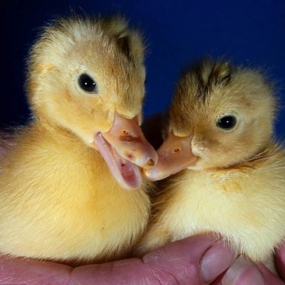 Kinh nghiệm ấp trứng ngỗng bằng máy đạt hiệu quả cao