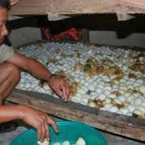 Kinh nghiệm ấp trứng vịt.