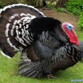 Kỹ thuật chăn nuôi gà Tây (Gà Lôi)