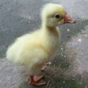 Kỹ thuật chăn nuôi ngỗng con (gột ngỗng)