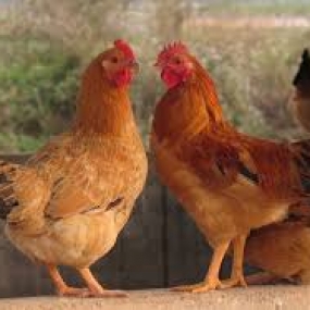 Kỹ thuật nuôi gà ri hiệu quả