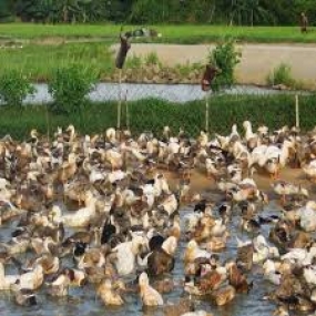 Kỹ thuật nuôi vịt đẻ chạy đồng.