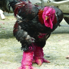 Làm thế nào để nuôi gà đông tảo đạt hiệu quả cao???