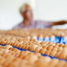 Lưu ý mầm bệnh xâm nhập vào trứng khi ấp trứng