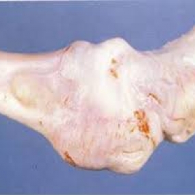 Nguyên nhân, triệu chứng và biện pháp phòng bệnh Mycoplasma Synoviae cho gà.