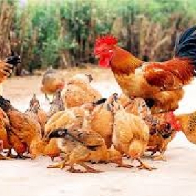 Sự quan trọng của vận tốc gió trong chăn nuôi gà thịt công nghiệp