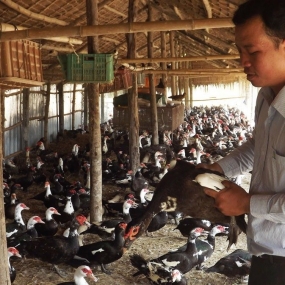 Thụ tinh nhân tạo ngan, vịt