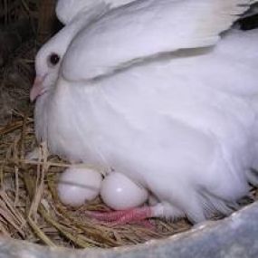 Trứng Bồ Câu Giả