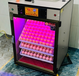 Máy ấp Mic 300 trứng phiên bản 2025 | Bản full cao cấp tự động hiện đại
