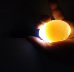 Đèn soi trứng 